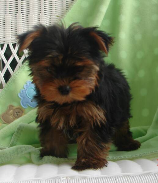 Charlie,too cute! This male yorkie puppie is a teacupo