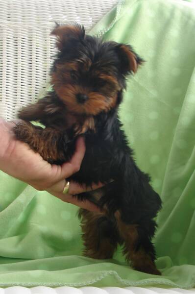 Wiggles, male yorkie puppy, super adorable