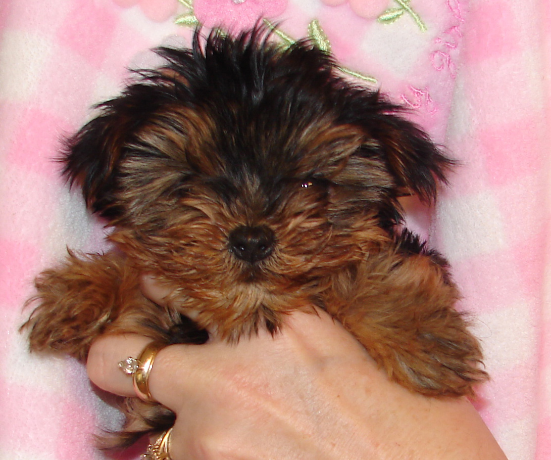 Sugarplum, teacup yorkie puppe only two pounds fully grown