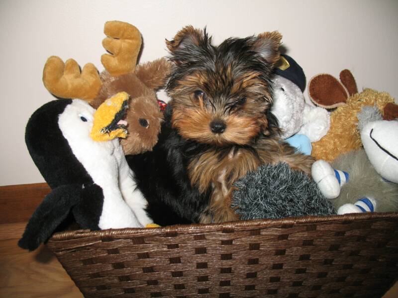 This is Presley a male yorkie puppy