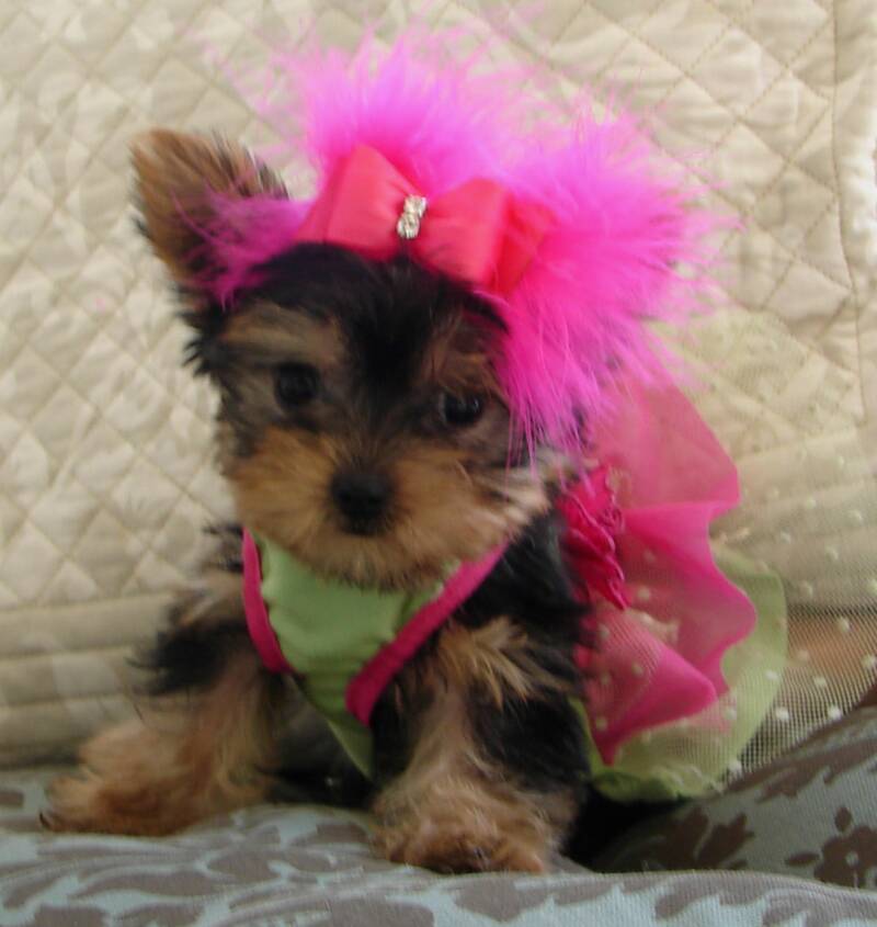 Cute yorkie puppy
