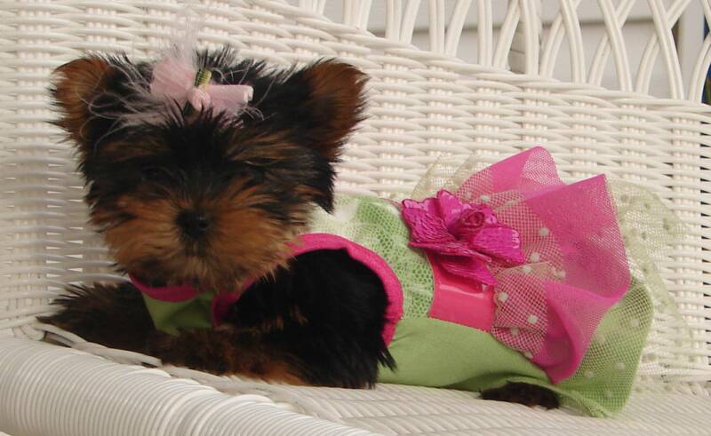 Barbie, this female yorkie puppie is named after my Aunt