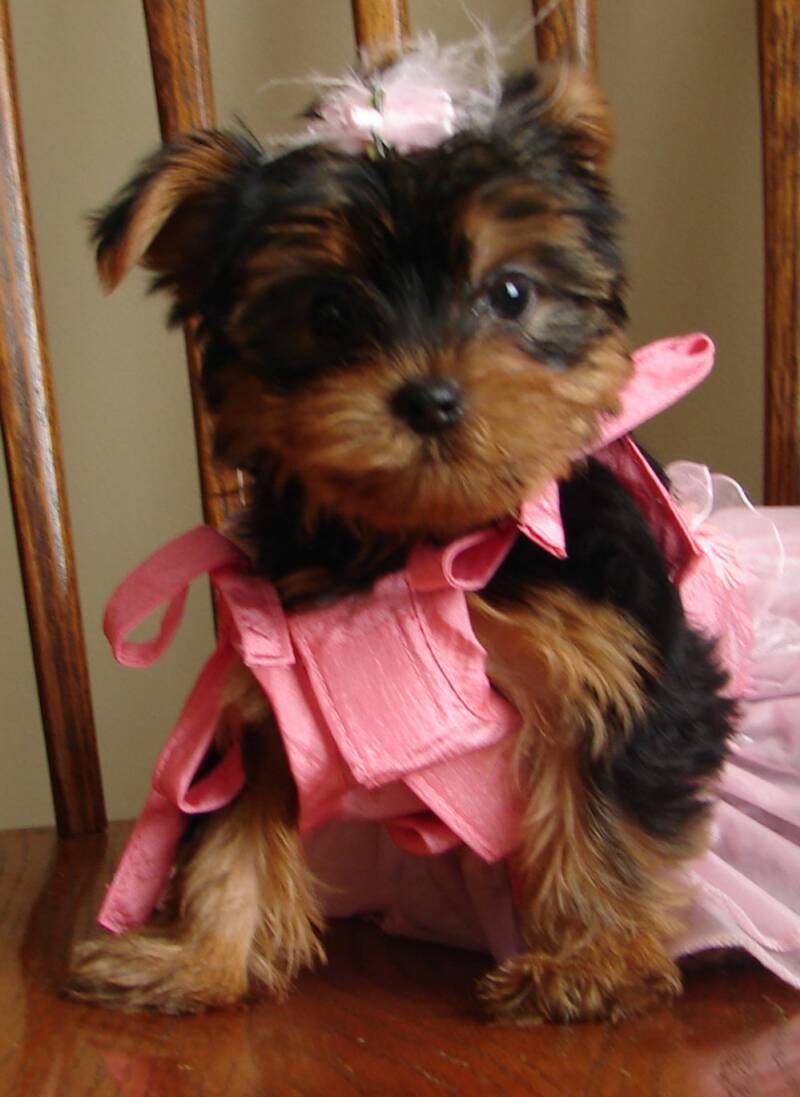 Candy, female yorkie puppie who loves to wear dresses