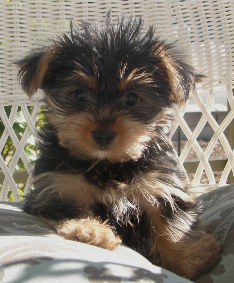 Cookie, female yorkie puppy one of a litter of seven yorkie puppies