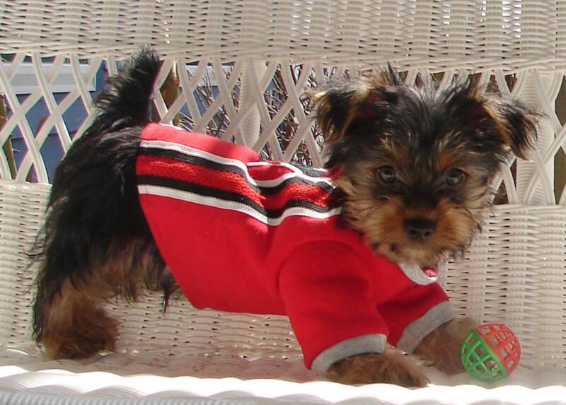 Chopper, this male yorkie puppy was perfect for a home with children, he loves to play