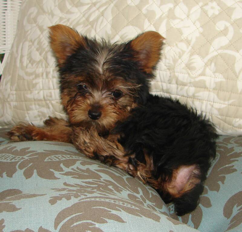 Elliott, This male yorkie puppy is named after my daughter-in-laws family name