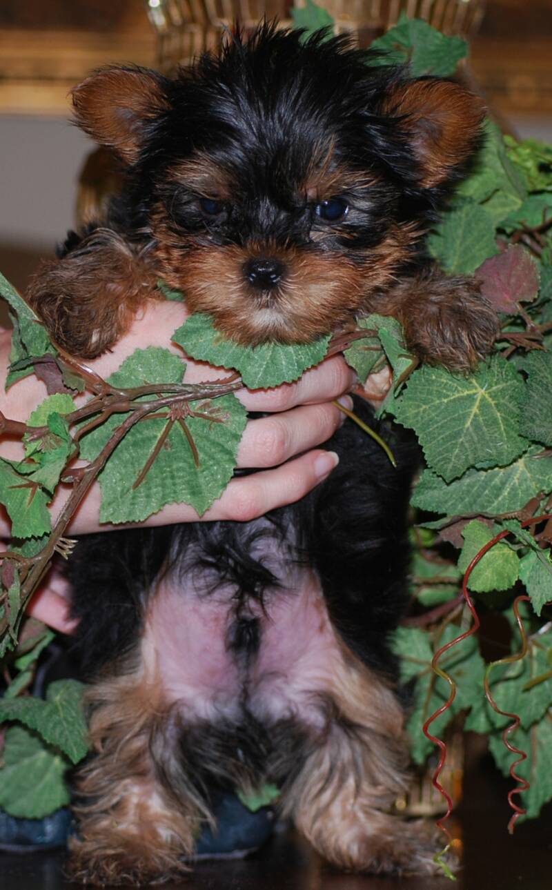 Emmerson, this teacup yorkie male puppie is so lovable, he just wants to be cuddled