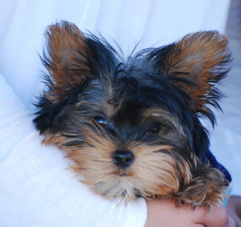 Ballerina, a female teacup yorkie puppie with a face to die for and a personality that captures your heart