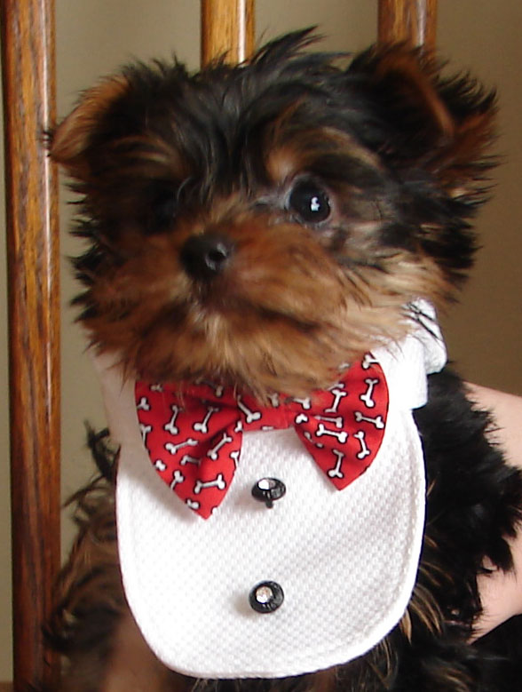 Guiness, male yorkie puppy