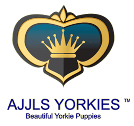 AJJLS Yorkie Puppies