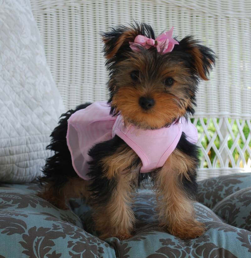 Lola, female yorkie puppy for sale