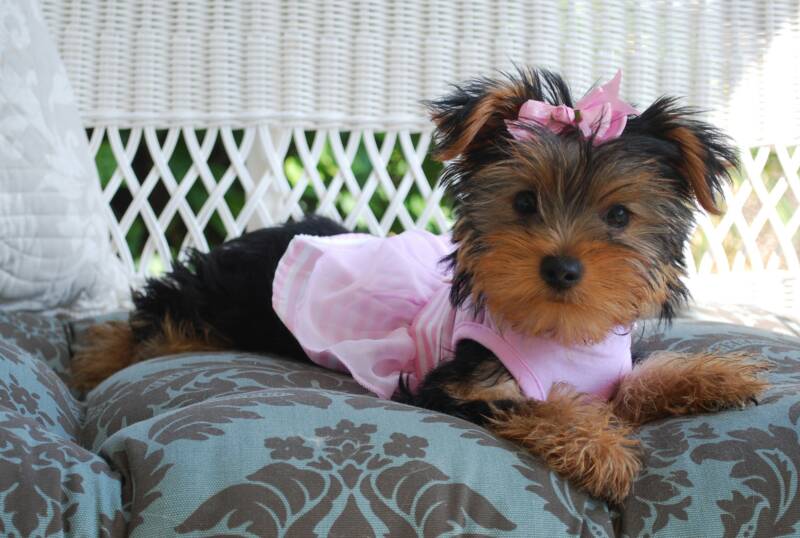 LOLA babydoll faced female yorkie puppy fr sale