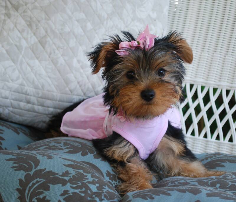 female yorkies