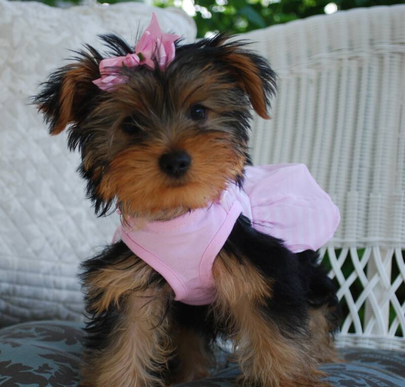 Lola yorkie puppy