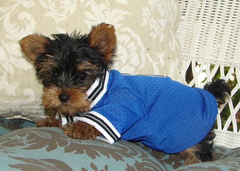 Lebron, this male yorkie puppis is named after the famous basketball player Lebron James