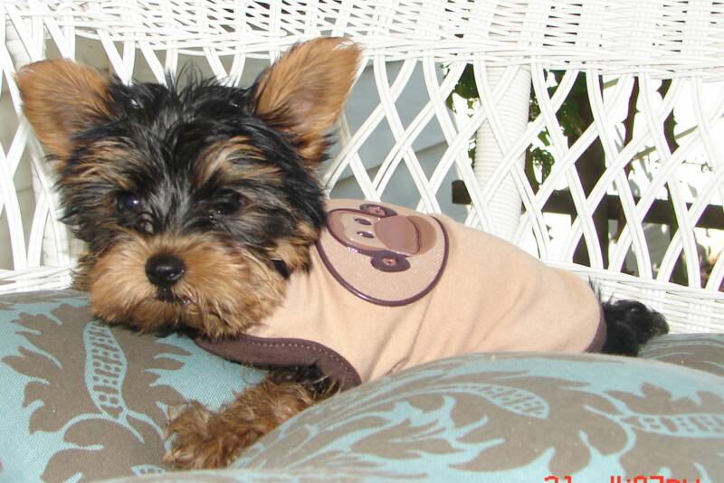 Snickers, This male yorkie puppie loves to pose for pictures