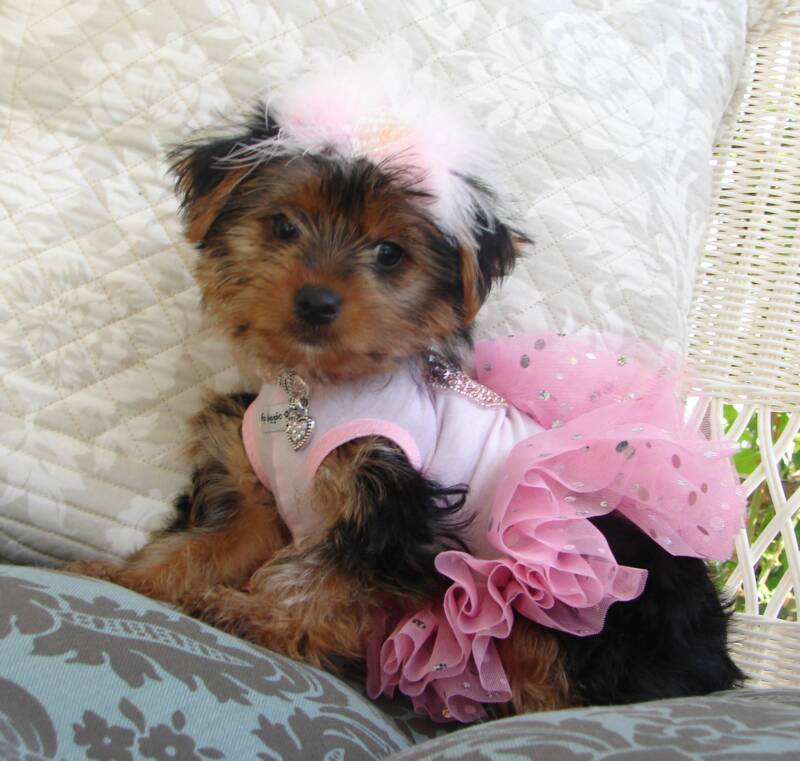 Jemma, this female yorkie, is a girl who like to play