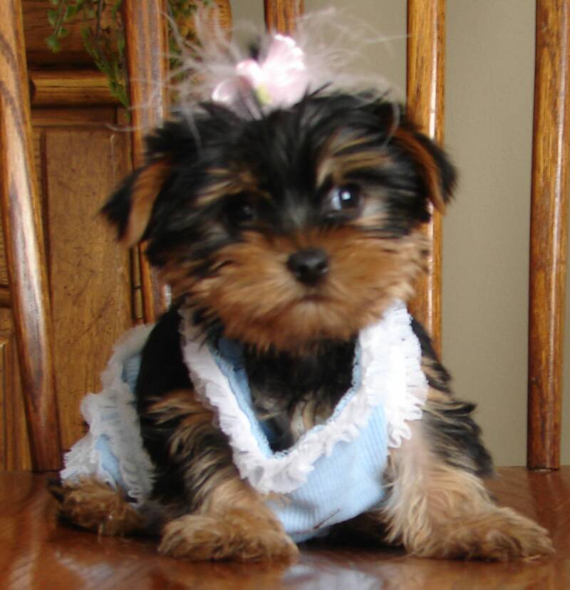 Liberty, this female yorkie teacup yorkie puppy had a babydoll face and was born on the forth of July