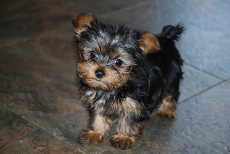 Sterling, teacup male puppie only 2 pounds