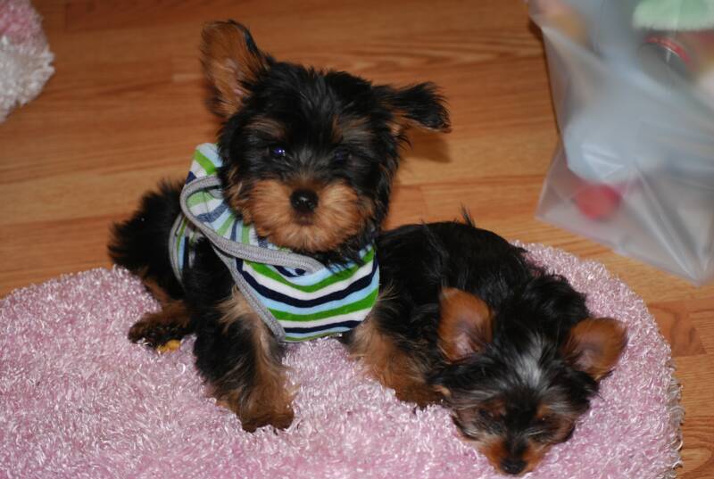 Pebbles & Bam Bam, twin yorkie puppies