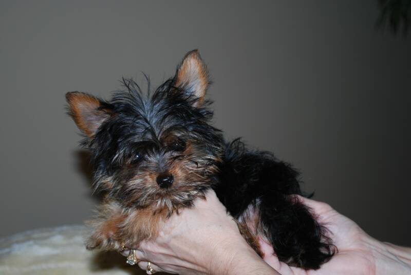 Twinkle is a teacup yorkie puppy