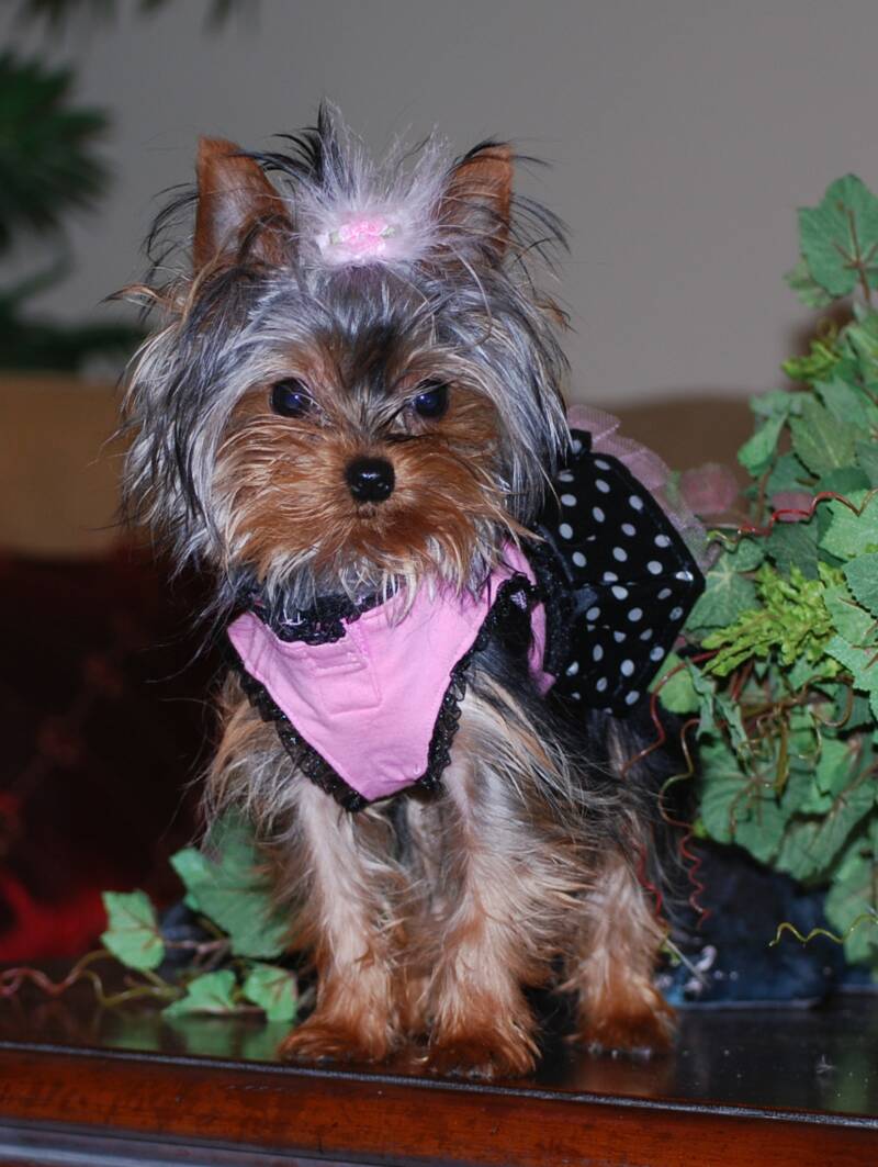 Zoe, teacup female yorkie puppie, I adore this tiny little girl